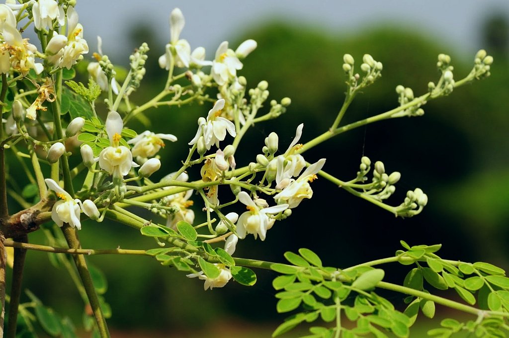 Moringa Oleifera: The miracle tree with endless benefits from food to medicine to water purification