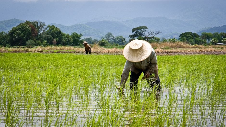 The hidden climate cost of rice