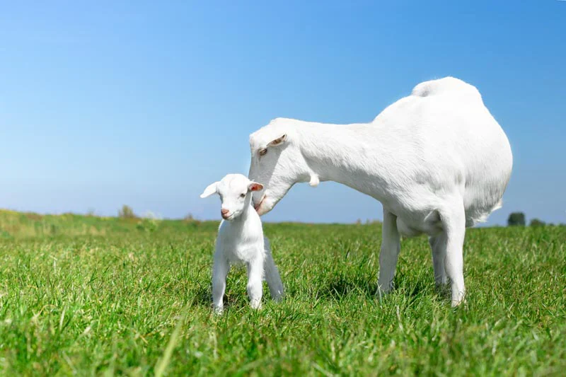 Goat milk sweeps fitness world - Here's why