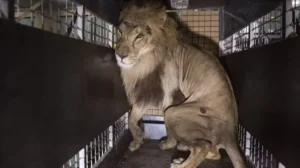 6 lions rescued during Ravi flood