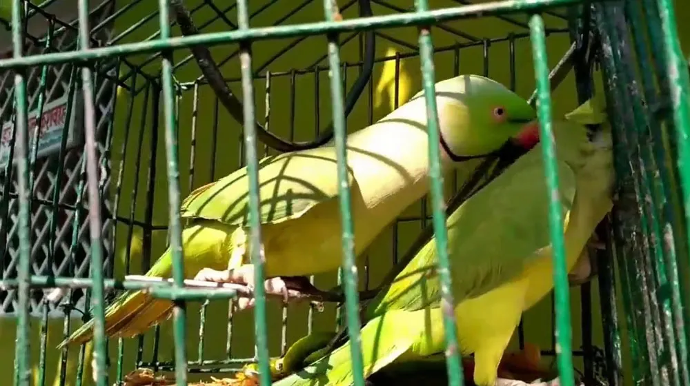 Punjab announces parrots license registration fee