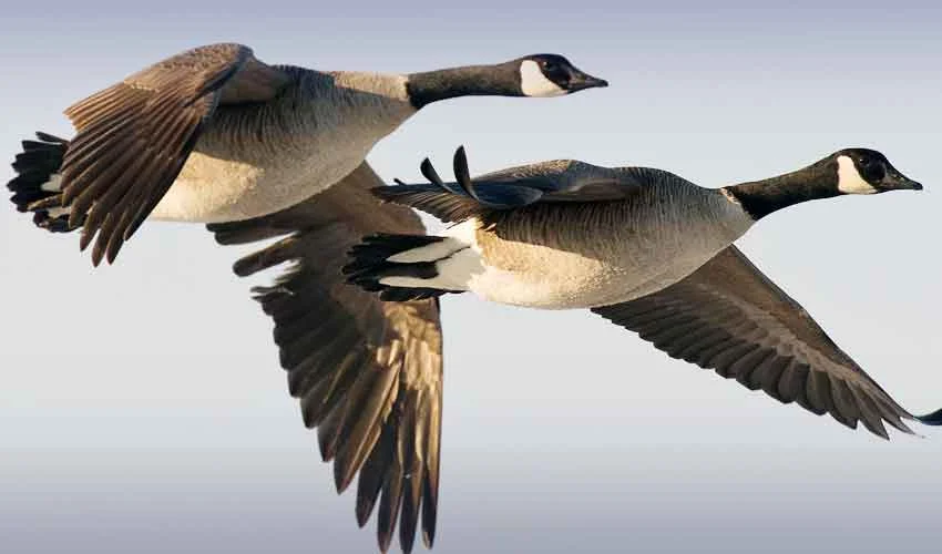 KP bans hunting at 57 locations until Dec 2025