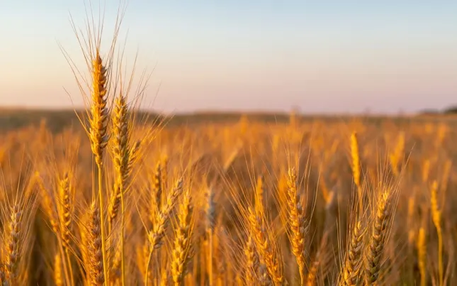 Rice exporters reject claims of 60% damage to Punjab’s rice crop