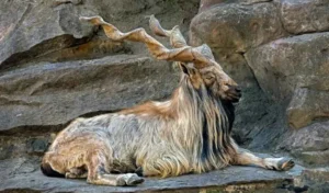 Price of legal markhor hunt reaches record $370,000
