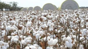 Pakistans cotton arrivals double despite flood damage