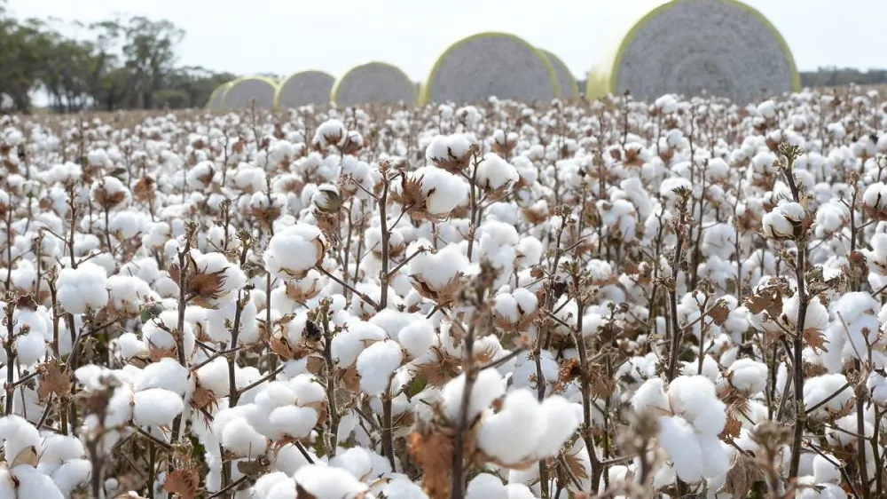 Pakistans cotton arrivals double despite flood damage