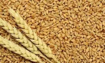 Expert analysis: Government fixes wheat procurement price at Rs. 3,500 Per 40 KG for 2025-26