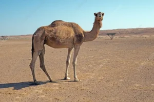 Viral Infection Killing Camels in Punjab