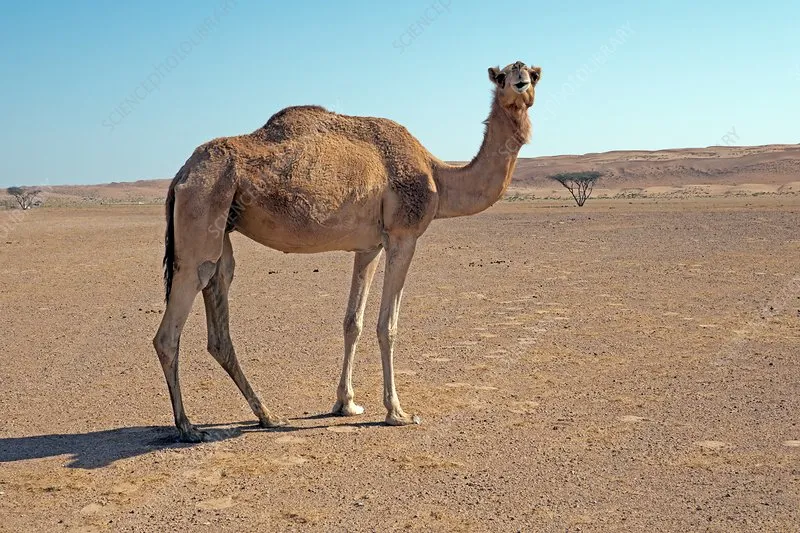 Viral Infection Killing Camels in Punjab