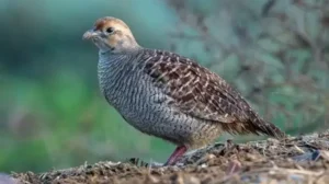 Punjab Announces Dates for Francolin Hunting