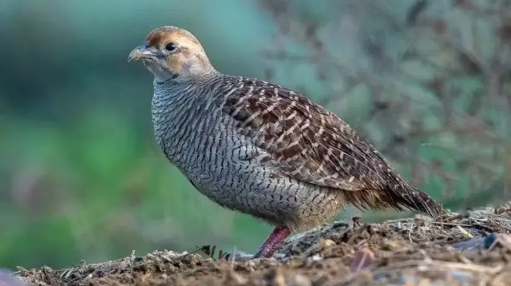 Punjab Announces Dates for Francolin Hunting