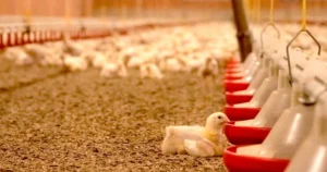 Poultry Prices Drop Sharply in Karachi After Problems at Afghanistan Border