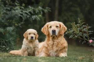 Students attending International Animal Rights Law class at Kinnaird Law School, Pakistan, 2026
