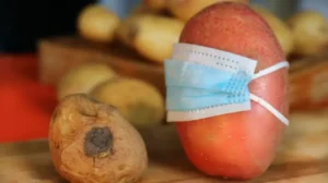 Pakistani Scientists Engineer Smog‑Resistant Potatoes to Save Punjab’s Yield