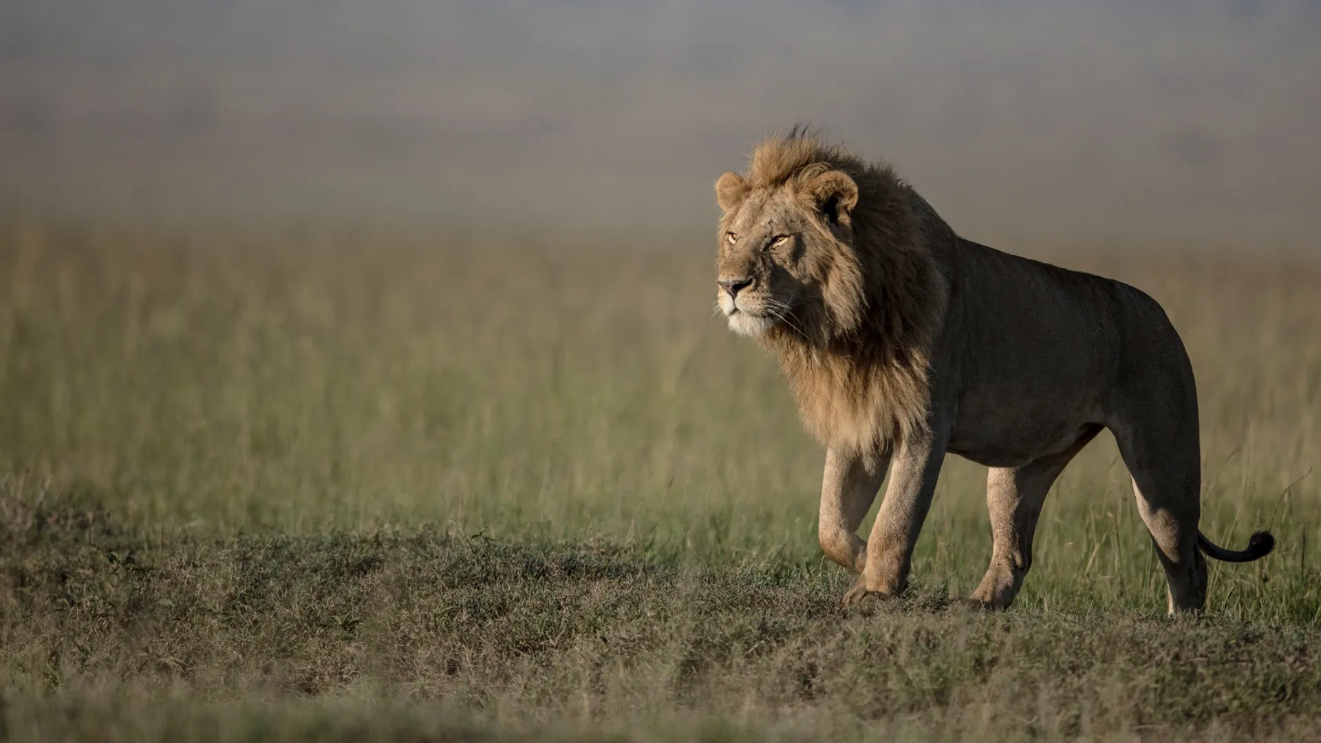 Punjab Bans Pet Lions After Child Injuries in Lahore