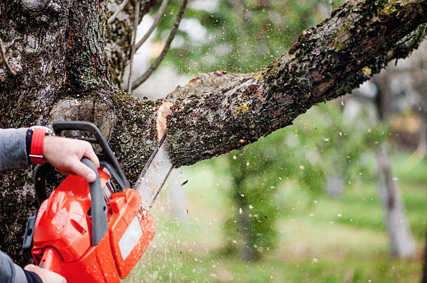 PM Shehbaz Sharif Seeks CDA Report on Tree Cutting in Islamabad Amid Public Protests