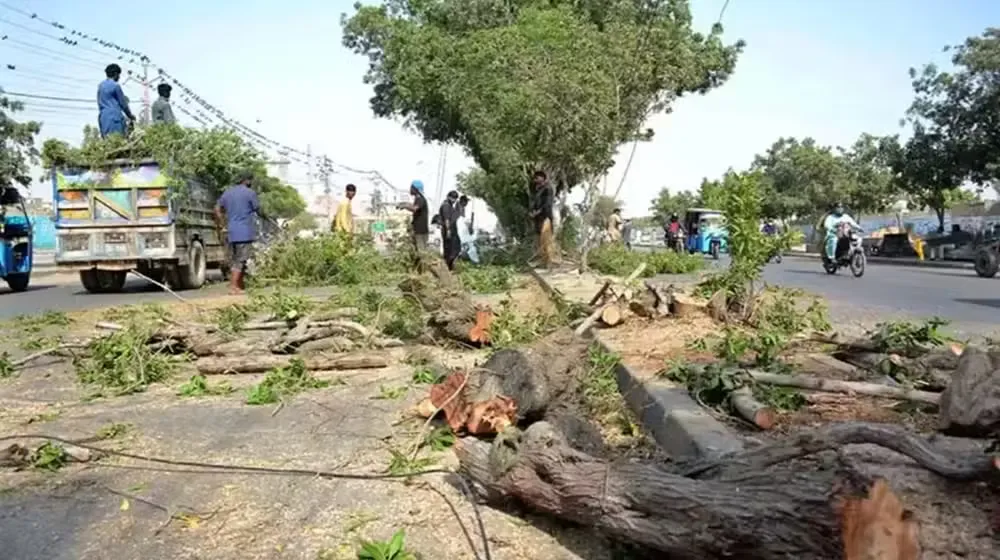 Punjab University Removes SZIC Director Over Illegal Tree Cutting Allegations