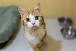 Cats Could Help Unlock New Cancer Treatments for Humans, New Study Finds