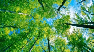 Punjab Introduces 2026 Regulations to Protect Heritage Trees