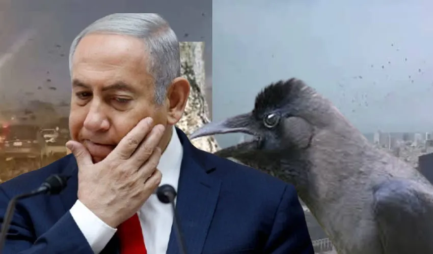 Crows in Tel Aviv Spark Viral Doomsday Theories - See Video
