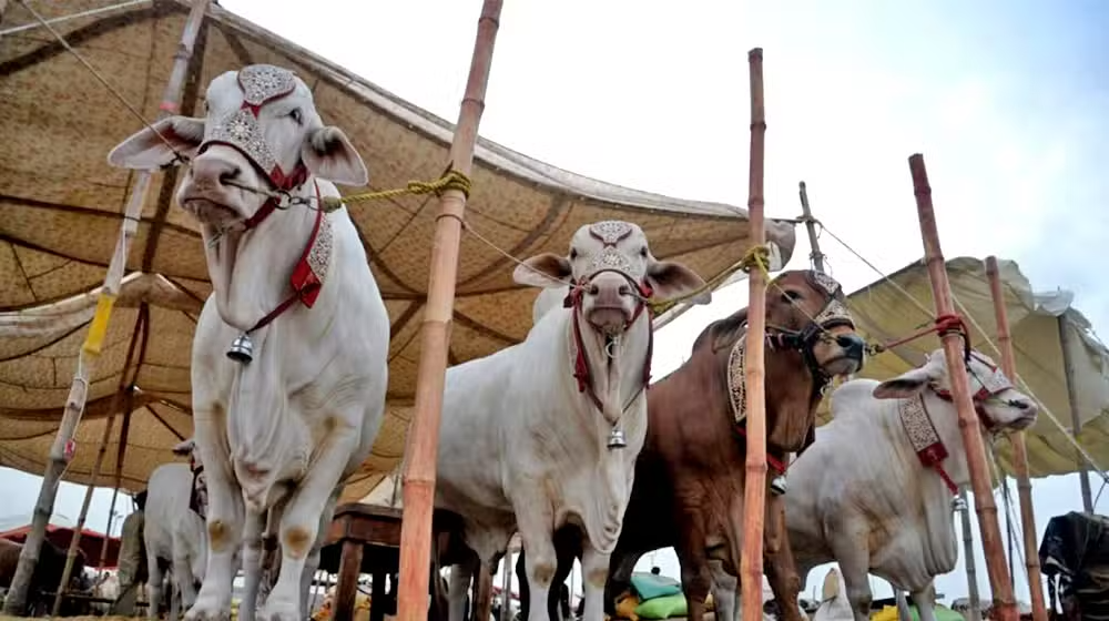 Punjab Cattle Markets Could Unlock Millions in Climate Finance Through Biogas and Carbon Credits