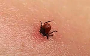 KP Hospitals on High Alert for Congo Virus Ahead of Eid-ul-Azha