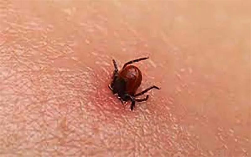 KP Hospitals on High Alert for Congo Virus Ahead of Eid-ul-Azha