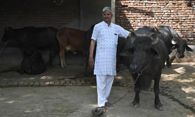 Biogas Cooking in India: How Rural Homes Cut LPG Dependence