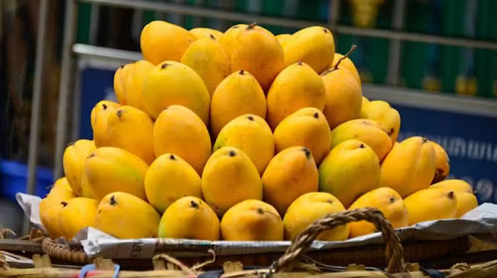 Pakistan Mango Production Drops 20 Percent in 2026 Season
