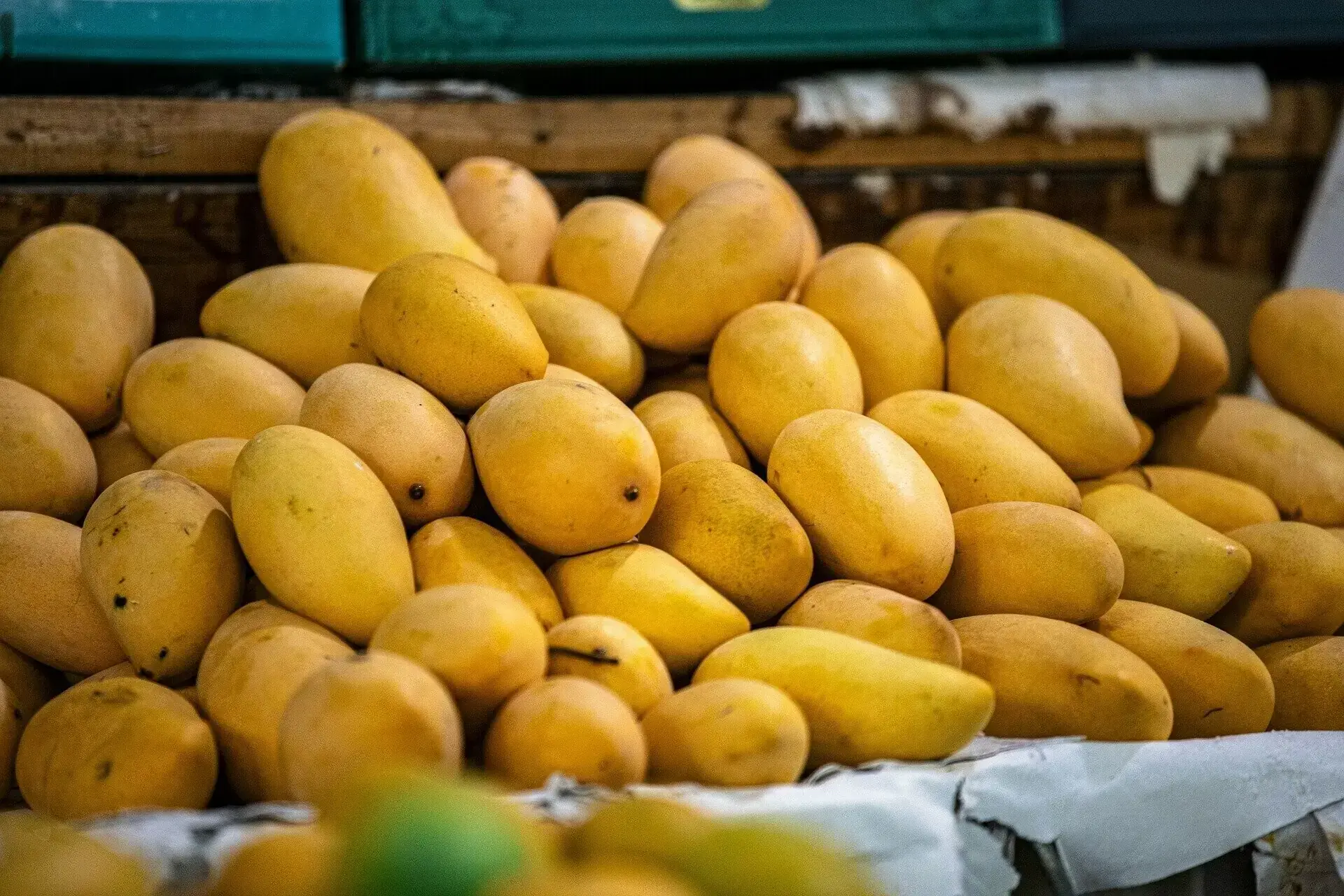 Pakistan Mango Production Declines as Parliamentary Committee Flags Industry Concerns