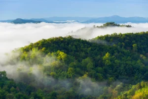 Pakistan Losing 11,000 Hectares of Forests Annually: Survey