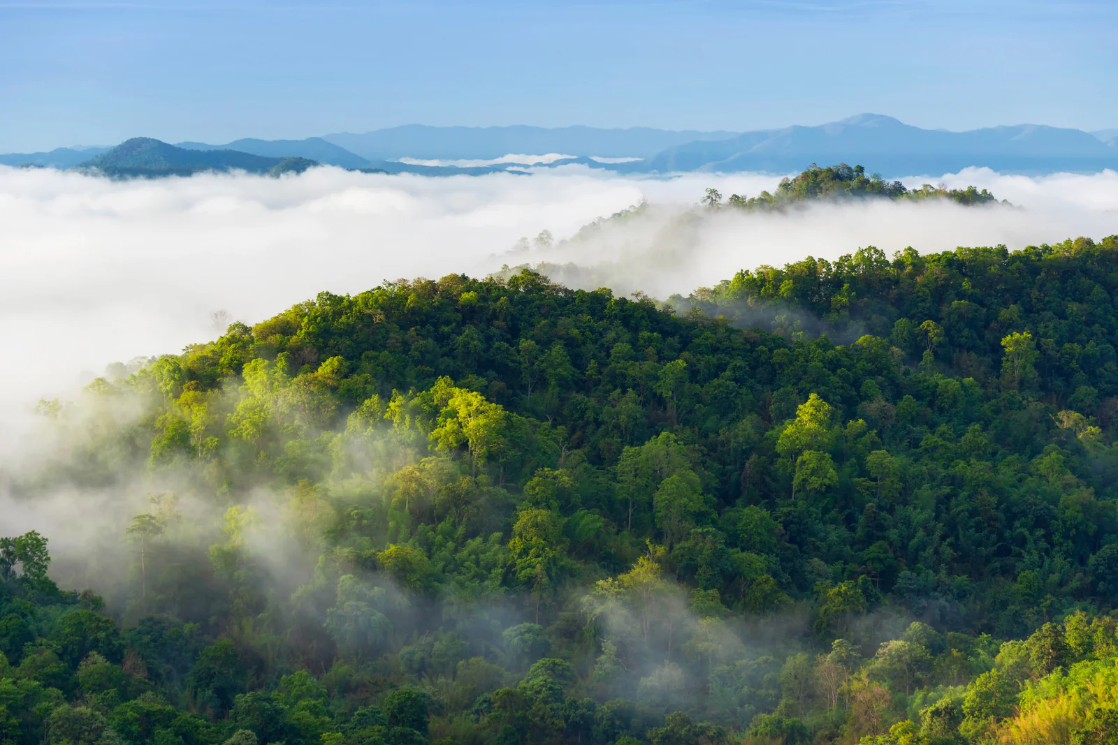 Pakistan Losing 11,000 Hectares of Forests Annually: Survey