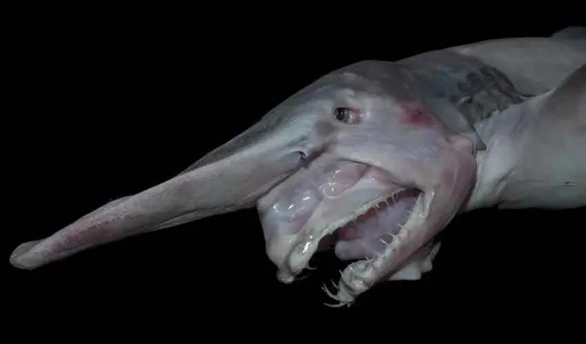 Scientists Capture Rare Deep-Sea Footage of Goblin Shark in Historic Discovery