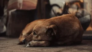 Lahore Authorities Face Allegations Over Stray Dog Killings