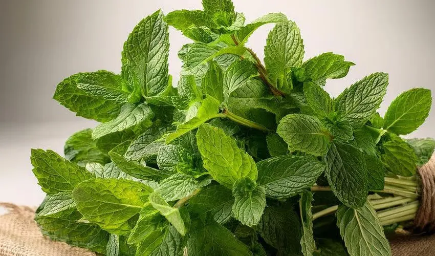 Mint Health Benefits, Side Effects and Who Should Avoid It