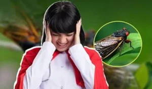 Teen Suffers Temporary Hearing Loss From Loud Cicada Noise
