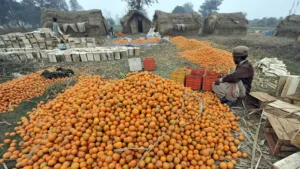 Pakistan Plans Five-Year Roadmap to Boost Kinnow Exports