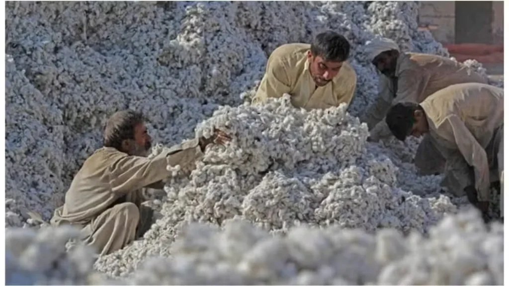 Pakistan Cotton Production to Fall 6% in 2026-27