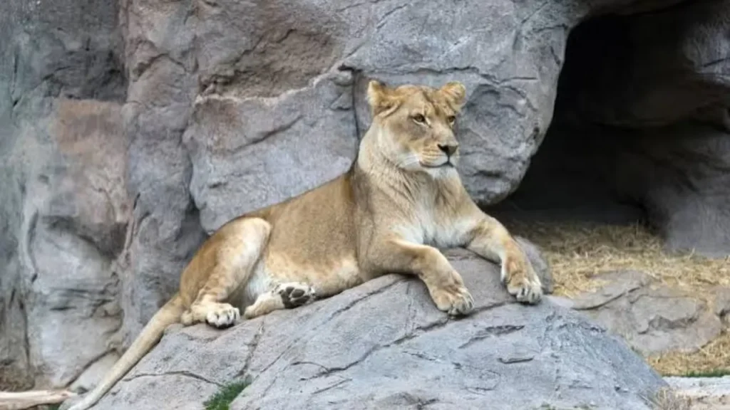 Lahore Zoo Revives Animal Adoption Programme With Fees Up to Rs1 Million