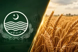 Punjab Wheat Procurement Policy Criticized by Farmers and Flour Millers